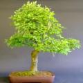 Laburnum anagyroides - Goldenchain Tree Bonsai - 5 Seeds + FREE Gifts Seeds + Bonsai eBook