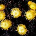 Lampranthus glaucus - 10 Seed Pack - Indigenous Endemic Succulent Mesemb - Global Shipping