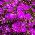 Lampranthus roseus - 10 Seed Pack - Indigenous Endemic Succulent Mesemb - Combined Global Shipping