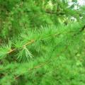 Larix kaempferi - 5 Seeds - Japanese Larch Tree or Shrub, NEW