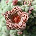 5 Larryleachia cactiformis Seeds - South African Indigenous Succulent - Combined Global Shipping