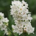Lavender Ellagance Snow Seeds - Lavandula angustifolia - Perennial Flower - Combined Shipping