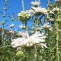 Leonotis leonurus White - 5 Seed Pack- Indigenous Perennial Shrub Psychoactive Medicinal - New