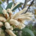 Leonotis leonurus White - 5 Seed Pack- Indigenous Perennial Shrub Psychoactive Medicinal - New