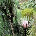 Leucadendron album Seeds - Endemic Shrub Protea Evergreen Cut Flower Fynbos - New