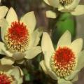 Leucadendron discolor - 5 Seed Pack - Endemic Shrub Protea Cut Flower Evergreen Fynbos - New
