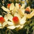 Leucadendron discolor - 5 Seed Pack - Endemic Shrub Protea Cut Flower Evergreen Fynbos - New
