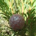 Leucadendron linifolium - 5 Seed Pack - Endemic Shrub Protea Evergreen Cut Flower Fynbos - New