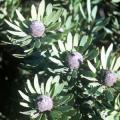 Leucadendron pubescens - 5 Seed Pack - Endemic Shrub Protea Evergreen Cut Flower Fynbos