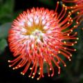 Leucospermum cordifolium Orange 5 Seed Pack - Indigenous Endemic Cut Flower Fynbos Protea Shrub New