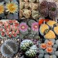Lithops Mixed Species Seeds - Stoneplants Indigenous Endemic Succulent Mesemb