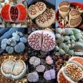 Lithops Mixed Species - 10+ Seed Pack - Stoneplants Indigenous Endemic Succulent Mesemb
