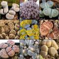 Lithops Mixed Species - 10+ Seed Pack - Stoneplants Indigenous Endemic Succulent Mesemb