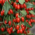 Goji Berry, Wolf Berry - Lycium chinense Seeds - Exotic Edible Fruit Shrub