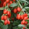 Goji Berry, Wolf Berry - Lycium chinense Seeds - Exotic Edible Fruit Shrub