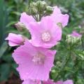 5 Malva alcea Seeds - Hollyhock Mallow - Perennial Flowering Shrub - Combined Shipping