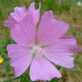 5 Malva alcea Seeds - Hollyhock Mallow - Perennial Flowering Shrub - Combined Shipping