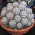 Mammillaria geminispina Seeds - Verified Seller - Exotic Succulent Cactus