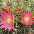Mammillaria magnifica - 5 Seed Pack - Verified Seller - Exotic Succulent Cactus - Combined Shipping