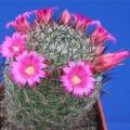 Mammillaria matudae - 5 Seed Pack - Verified Seller - Exotic Succulent Cactus - NEW