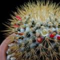 Mammillaria nivosa Seeds - Verified Seller - Exotic Succulent Cactus - Free Shipping Insurance