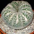 Mammillaria parkinsonii Seeds - Verified Seller - Exotic Succulent Cactus - Combined Shipping