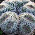 Mammillaria parkinsonii Seeds - Verified Seller - Exotic Succulent Cactus - Combined Shipping