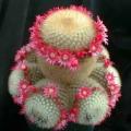 Mammillaria pilcayensis - 5 Seed Pack - Verified Seller - Exotic Succulent Cactus