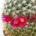 Mammillaria ruestii Cactus Seeds - Exotic Succulent - Combined Delivery