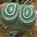 Mammillaria sempervivi Seeds - Verified Seller - Exotic Succulent Cactus - NEW