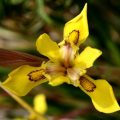 Moraea graminicola - 5 Seed Pack - Indigenous Endemic Perennial Bulb - Combined Shipping - New
