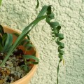 Moraea speciosa Seeds - Indigenous Endemic Perennial Bulb -Insured Flat Ship Rate
