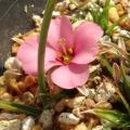 Moraea versicolor Seeds - Rare Indigenous Endemic Perennial Bulb - Combined Global Shipping