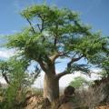 10+ Moringa oleifera Seeds - Miracle Tree, Horseradish Tree - Edible Medicinal Vegetable