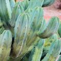 Myrtillocactus geometrizans Seeds - Exotic Cactus Succulent - Edible Ethnobotanical