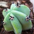 Myrtillocactus geometrizans Seeds - Exotic Cactus Succulent - Edible Ethnobotanical