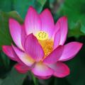 Nelumbo nucifera Mixed Varieties Seeds - Sacred Lotus - Water Lily Aquatic Ethnobotanical