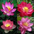 Nelumbo nucifera Mixed Varieties Seeds - Sacred Lotus - Water Lily Aquatic Ethnobotanical