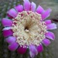 Neobuxbaumia polylopha - 5 Seed Pack - Verified Seller - Exotic Succulent Cactus Edible Fruit