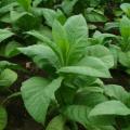 Nicotiana tabacum - Cultivated Smoking Tobacco - 50 Seed Pack - Combined Shipping - NEW - Perennial