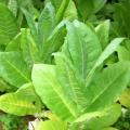 Nicotiana tabacum Kelly Brown Leaf - Cultivated Smoking Tobacco Seeds - Perennial