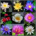 10 Water Lily Seeds - Mixed Species Varieties and Colours - Nymphaea (Egyptian Lotuses) - New