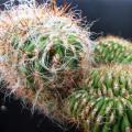Oreocereus celsianus Seeds - Exotic Cactus Succulent -Combined Global Shipping