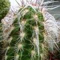 Oreocereus celsianus Seeds - Exotic Cactus Succulent -Combined Global Shipping