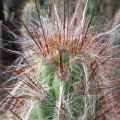 Oreocereus fossulatus rubrispina Seeds - Exotic Cactus Succulent - Combined Shipping