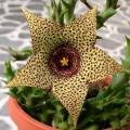 5 Orbea verrucosa Seeds - Indigenous South African Endemic Stapeliad - Combined Global Shipping