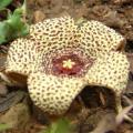 5 Orbea verrucosa Seeds - Indigenous South African Endemic Stapeliad - Combined Global Shipping