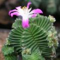 5 Aztekium valdezii Seeds - Rare Exotic Succulent - Cactus - Combined Worldwide Shipping