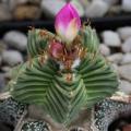 5 Aztekium valdezii Seeds - Rare Exotic Succulent - Cactus - Combined Worldwide Shipping