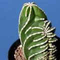 Pachycereus marginatus -10+ Seed Pack- Exotic Cactus, Insured Combined Shipping